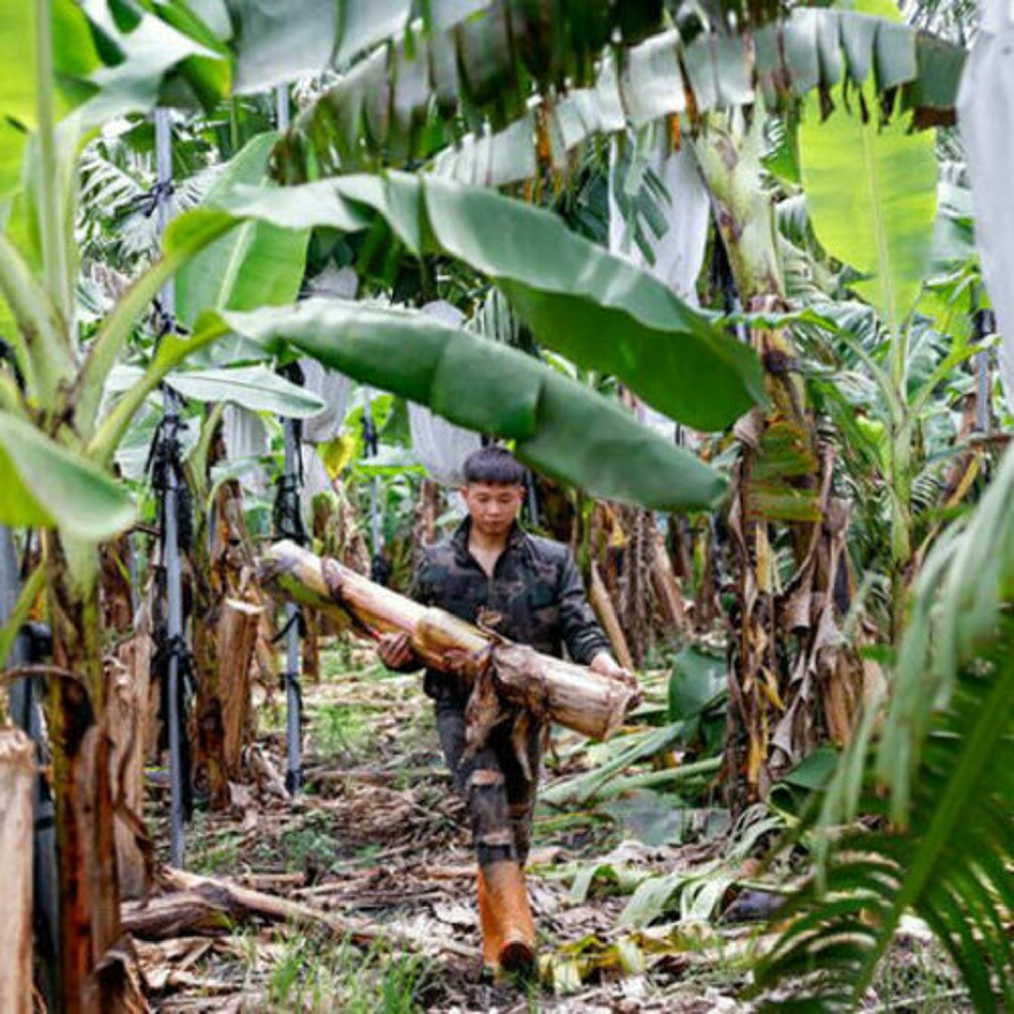 la fibre de banane llgance durable de tawan modalova